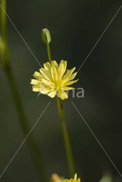 Akkerkool (Lapsana communis)