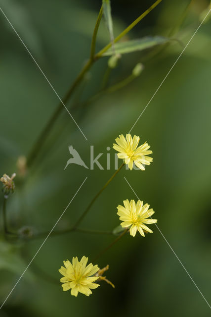 Akkerkool (Lapsana communis)