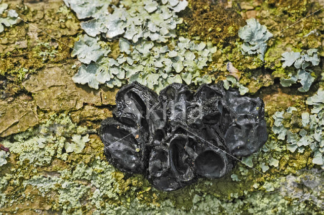 Witches butter (Exidia truncata)