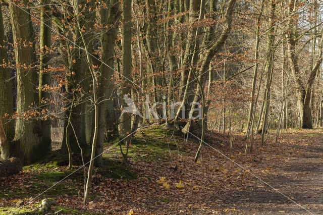 Beech (Fagus sylvatica)