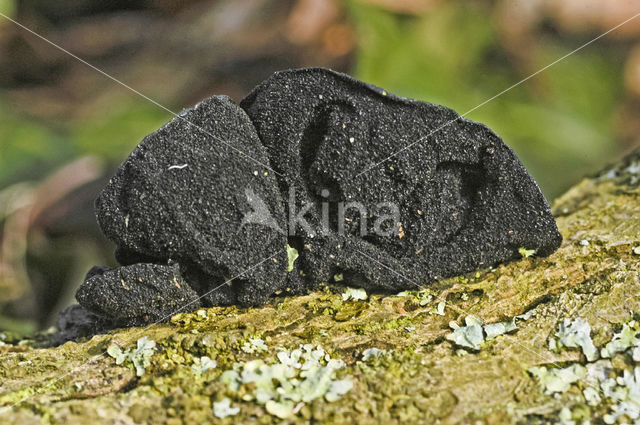 Witches butter (Exidia truncata)