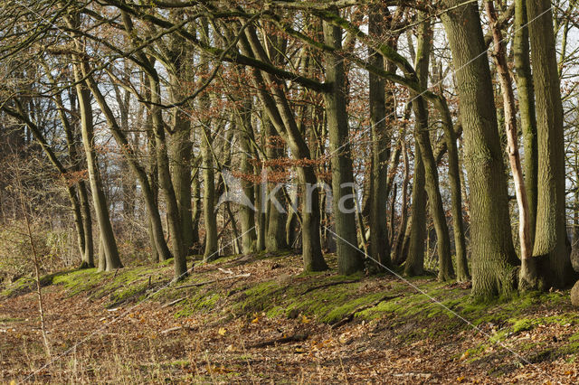 Beech (Fagus sylvatica)