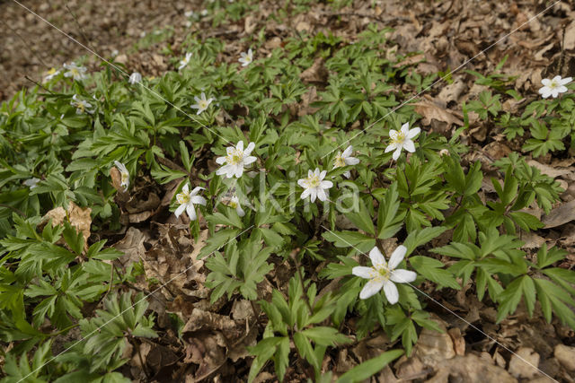 Wood Anemone (Anemone nemorosa)