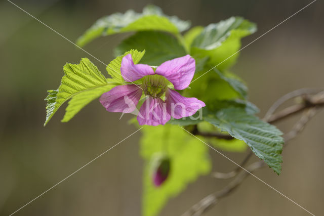 Prachtframboos (Rubus spectabilis)