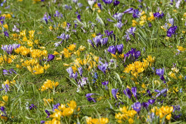 Bonte krokus (Crocus vernus)