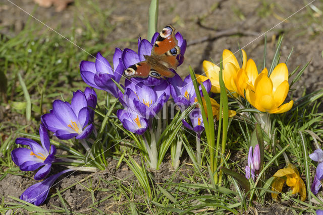 Dutch Crocus