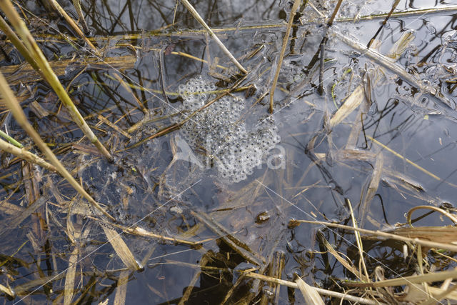 Bruine kikker (Rana temporaria)