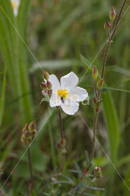 Wit zonneroosje (Helianthemum apenninum)