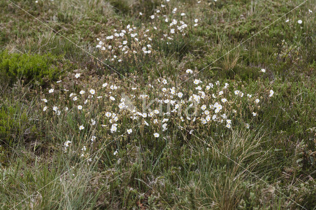 Wit zonneroosje (Helianthemum apenninum)