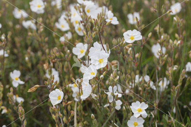 Wit zonneroosje (Helianthemum apenninum)