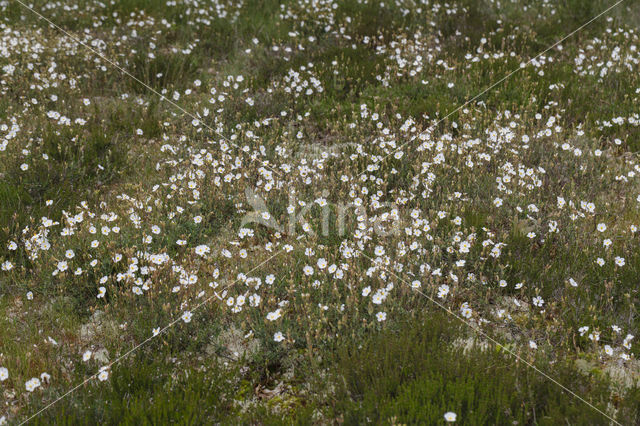 Helianthemum apenninum