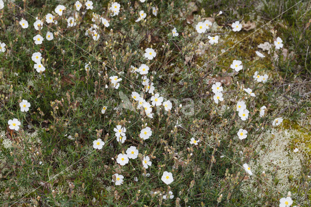 Helianthemum apenninum