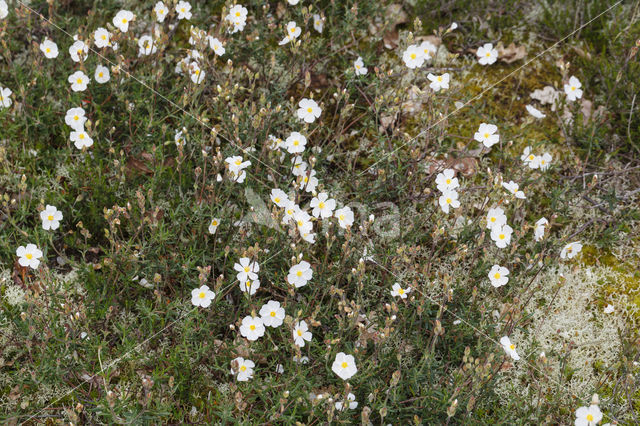 Helianthemum apenninum