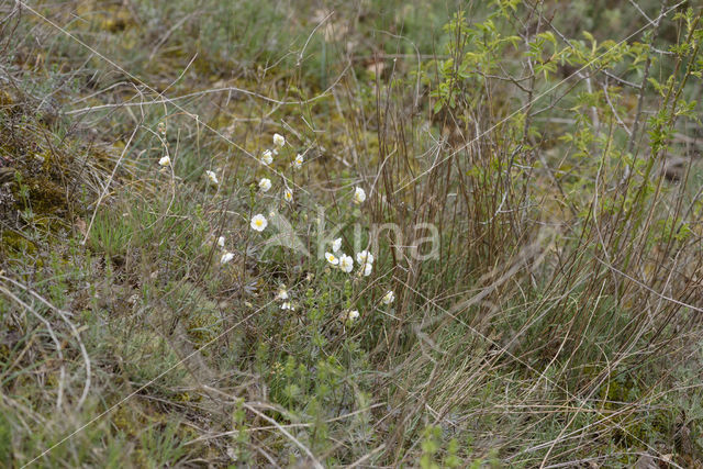 Wit zonneroosje (Helianthemum apenninum)