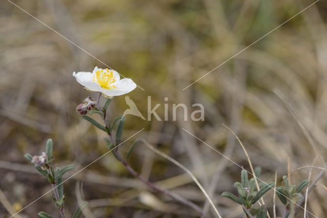 Wit zonneroosje (Helianthemum apenninum)