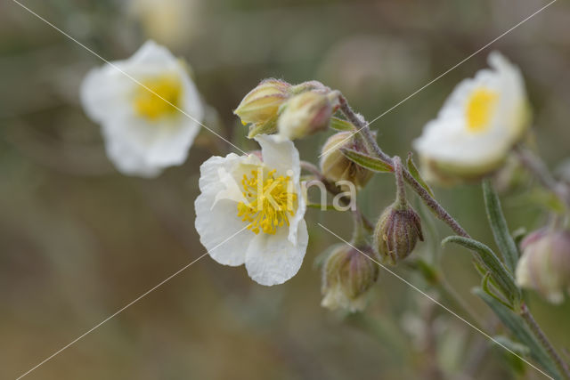 Wit zonneroosje (Helianthemum apenninum)