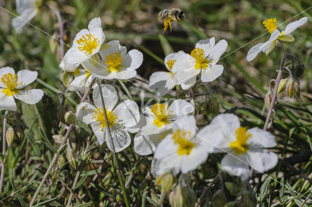 Helianthemum apenninum