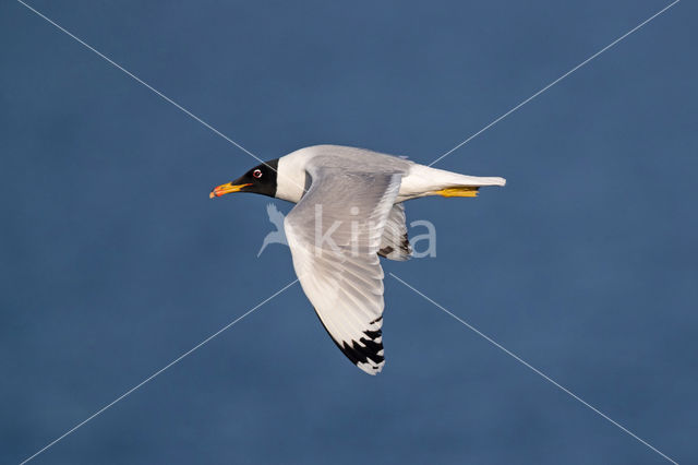 Reuzenzwartkopmeeuw (Larus ichthyaetus)