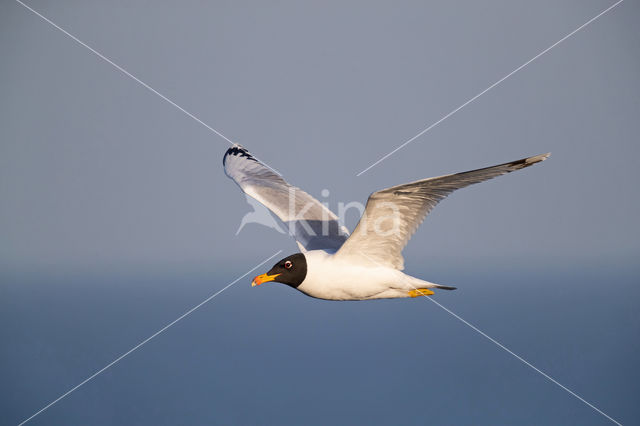 Reuzenzwartkopmeeuw (Larus ichthyaetus)