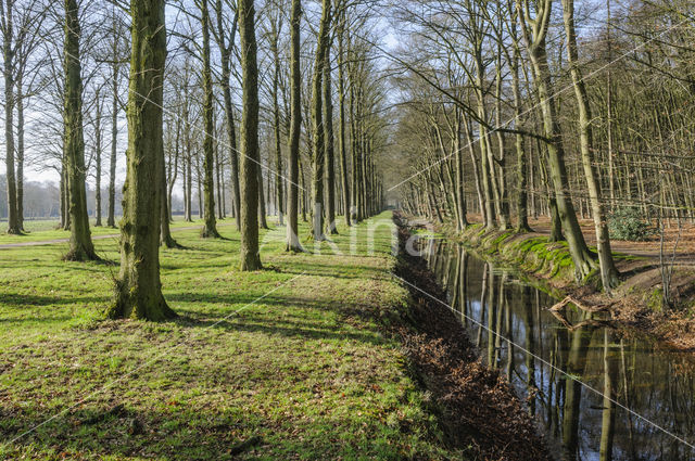 Beuk (Fagus sylvatica)