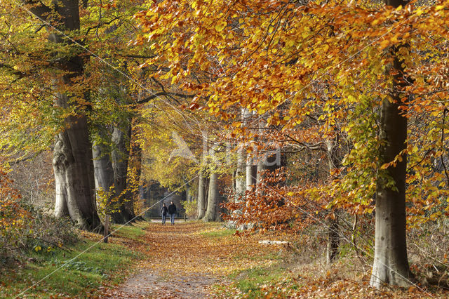 Beuk (Fagus sylvatica)