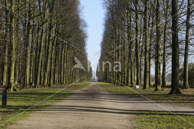 Beech (Fagus sylvatica)