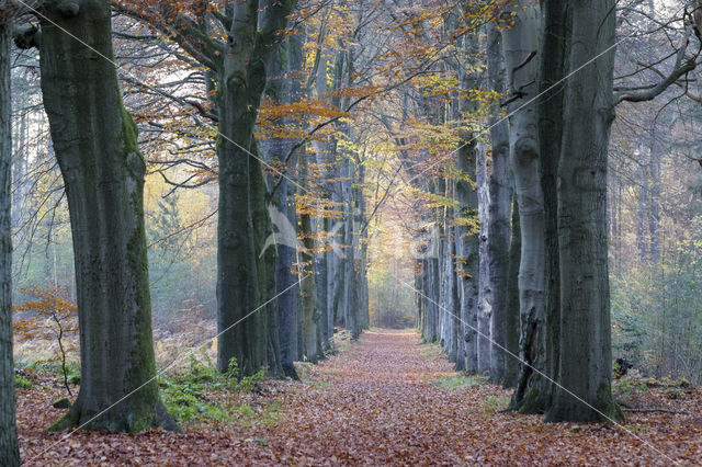 Beuk (Fagus sylvatica)