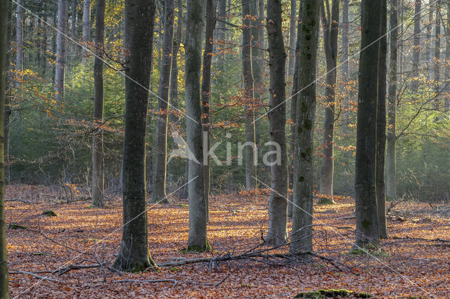 Beuk (Fagus sylvatica)