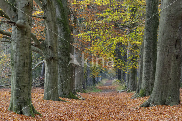 Beech (Fagus sylvatica)