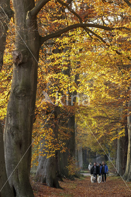 Beuk (Fagus sylvatica)