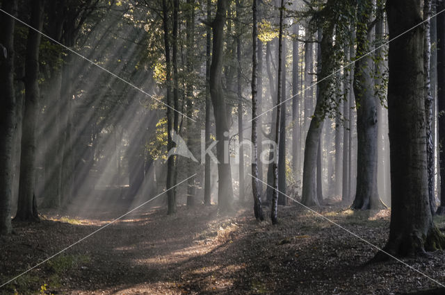 Hooge Vuursche