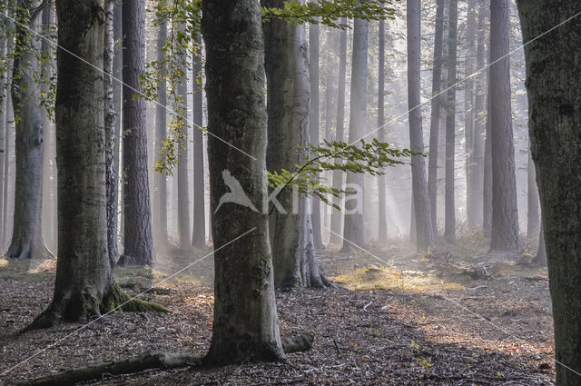 Beech (Fagus sylvatica)