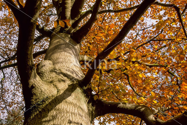 Beuk (Fagus sylvatica)