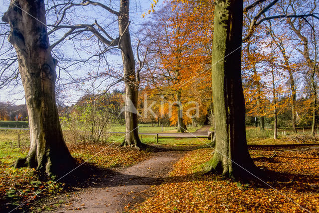 Beuk (Fagus sylvatica)