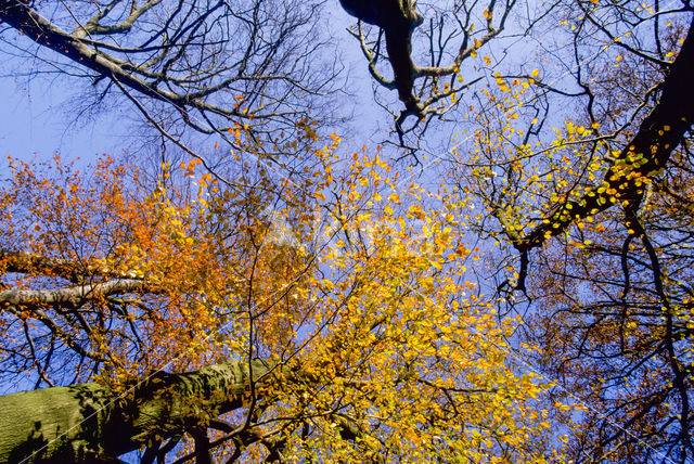 Beuk (Fagus sylvatica)