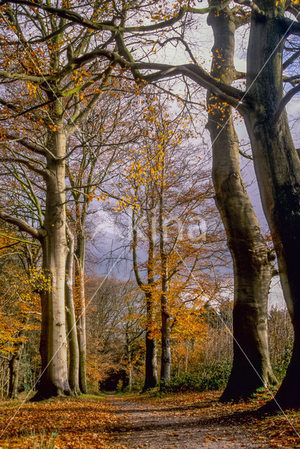 Beech (Fagus sylvatica)