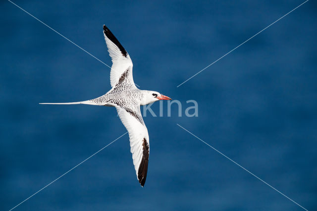 Roodsnavelkeerkringvogel (Phaethon aethereus)