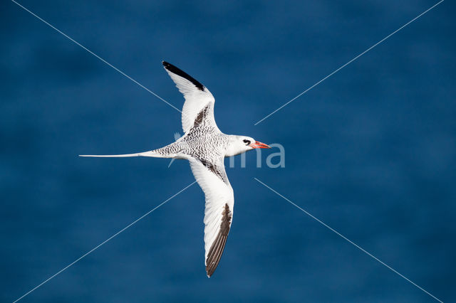 Roodsnavelkeerkringvogel (Phaethon aethereus)