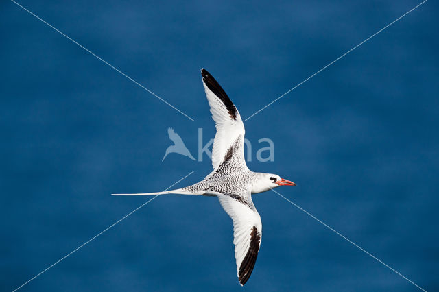 Roodsnavelkeerkringvogel (Phaethon aethereus)