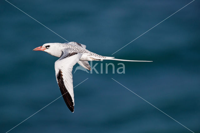 Roodsnavelkeerkringvogel (Phaethon aethereus)