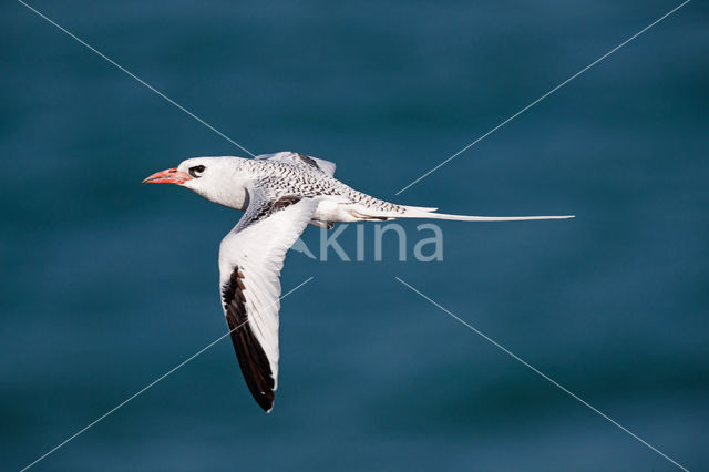 Roodsnavelkeerkringvogel (Phaethon aethereus)