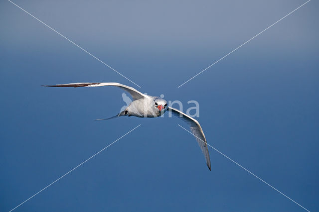 Roodsnavelkeerkringvogel (Phaethon aethereus)