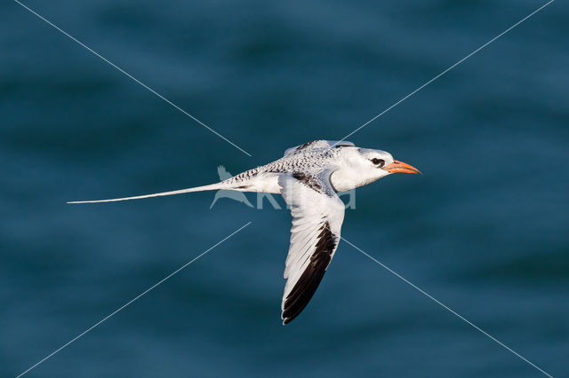 Red-billed Tropicbird (Phaethon aethereus)