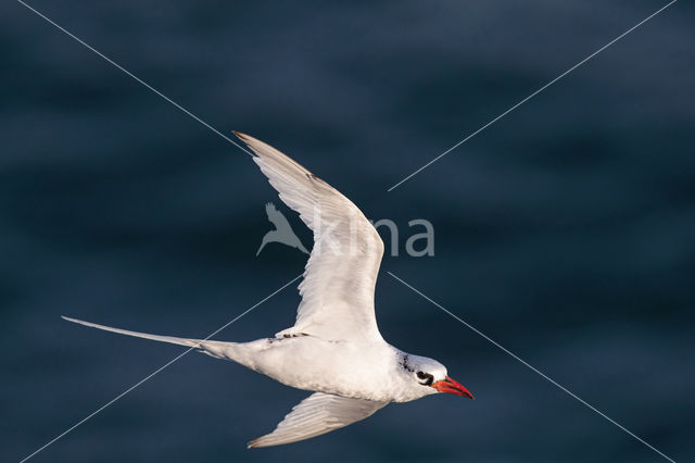 Roodsnavelkeerkringvogel (Phaethon aethereus)