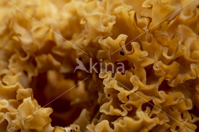 Wood Cauliflower (Sparassis crispa)