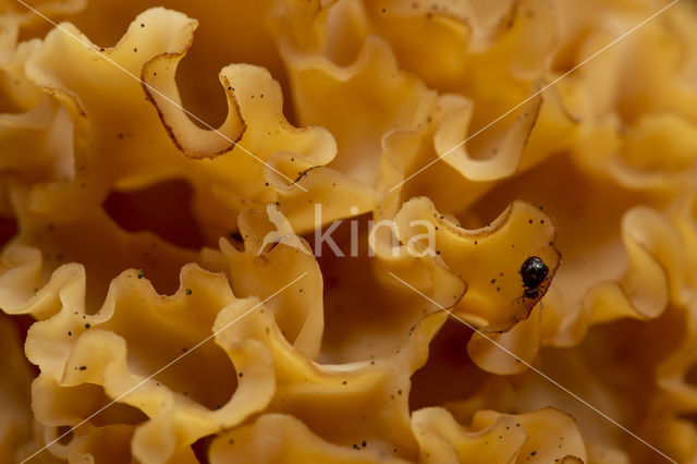 Wood Cauliflower (Sparassis crispa)