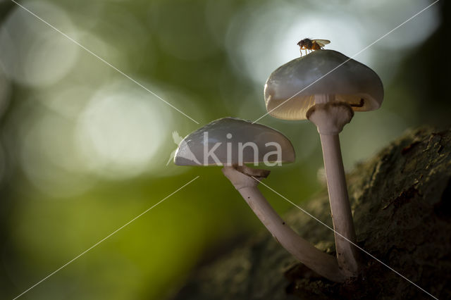 Porcelain fungus (Oudemansiella mucida)