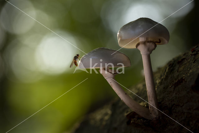 Porcelain fungus (Oudemansiella mucida)