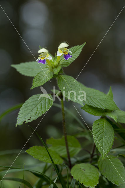 Large-flowered Hemp-nettle (Galeopsis speciosa)