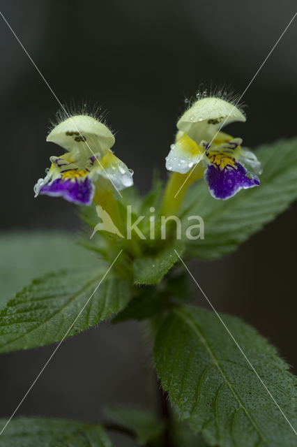 Dauwnetel (Galeopsis speciosa)